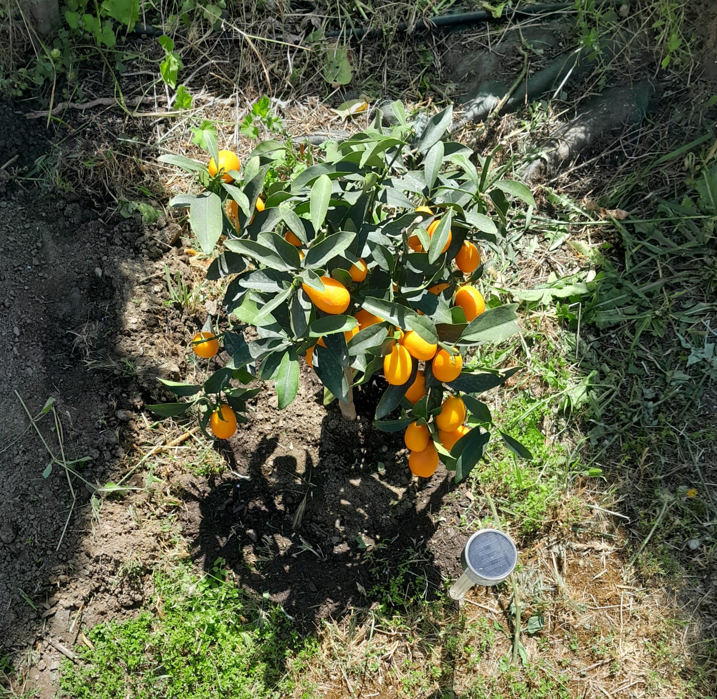 La Rana Azul - image 6