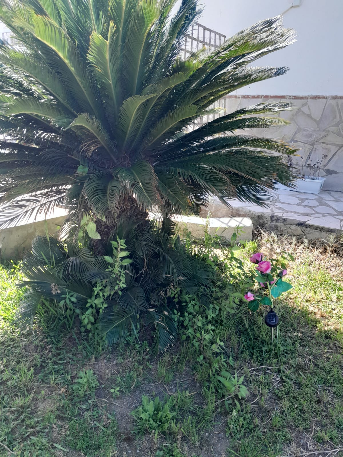 La Rana Azul - image 3